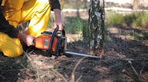 Best Emergency Tree Removal  in Sky Valley, CA